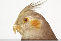 Head Cockatiel